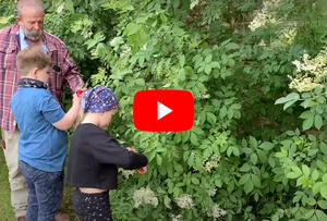 Making Elderflower Champagne With Our Elderflower